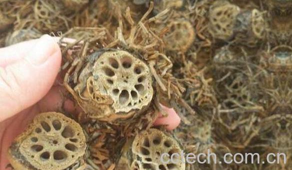 藕节煮水的功效与作用-1