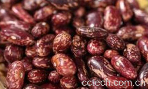 红花菜豆的功效与作用-1