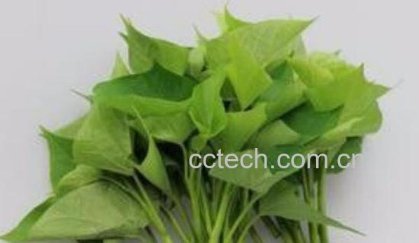 番薯叶的功效与作用-0