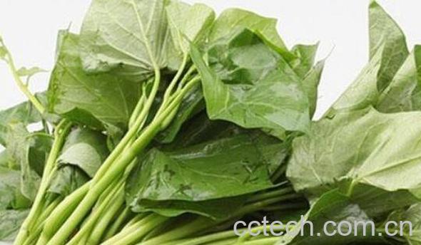 番薯叶的功效与作用-1