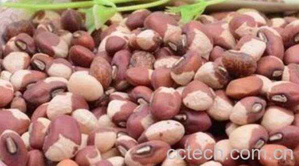 江豆的功效与作用及禁忌-1