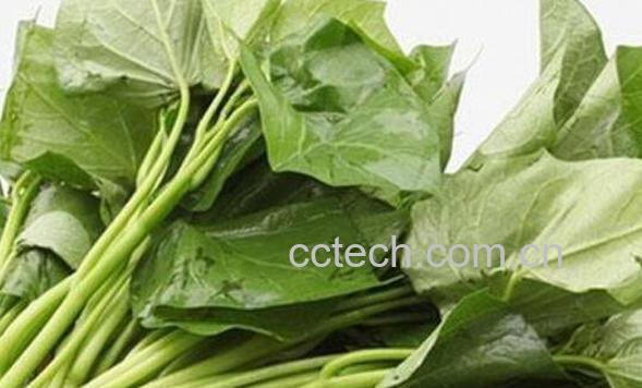 红薯叶的功效与作用 红薯叶可以减肥吗-1