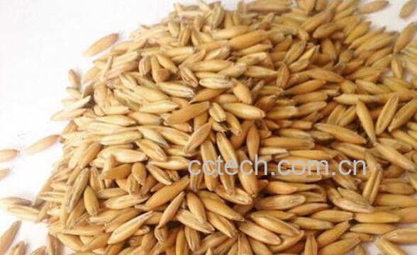 什么是皮燕麦 皮燕麦的功效与作用-0