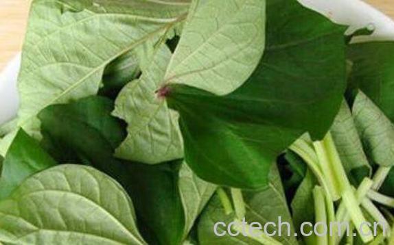 红薯叶的功效与作用 红薯叶可以减肥吗-0