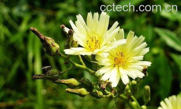 山莴苣的功效与作用 山莴苣的药用价值-1