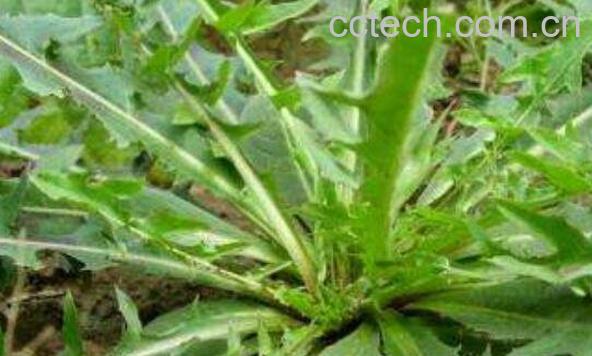 山莴苣的功效与作用 山莴苣的药用价值-0