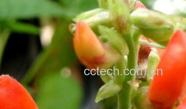 红花菜豆的功效与作用及食用方法-0