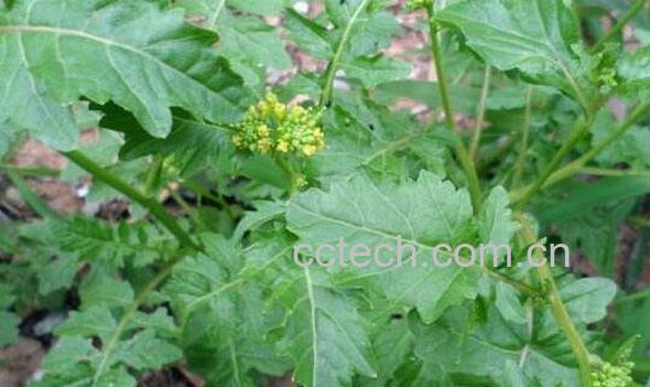 山莴苣可以吃吗 山莴苣怎么吃-0