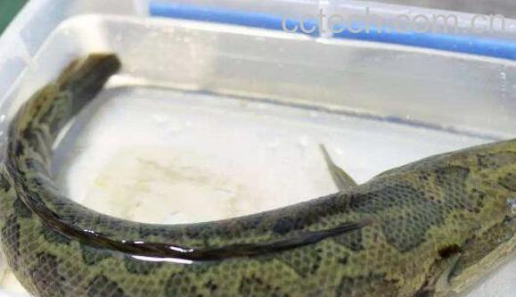 黑鱼的功效与作用 吃黑鱼的好处-0