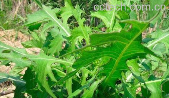 山莴苣可以吃吗 山莴苣怎么吃-1