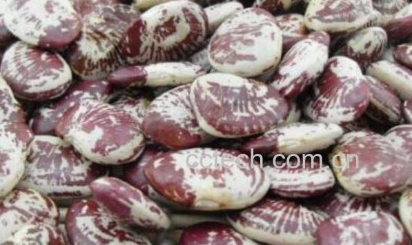 熊猫豆的功效与作用 熊猫豆的营养价值-0