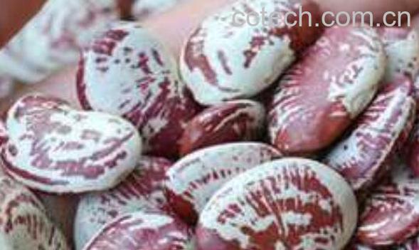 熊猫豆的功效与作用 熊猫豆的营养价值-1