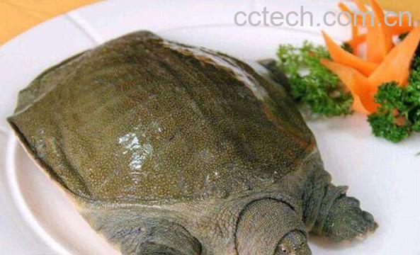 水鱼（甲鱼）的功效与作用-0