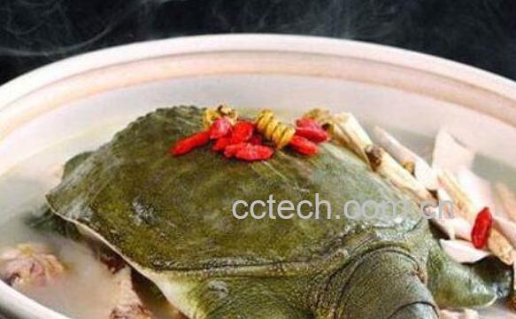 水鱼（甲鱼）的功效与作用-1