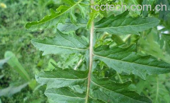 野莴苣的功效与作用-0