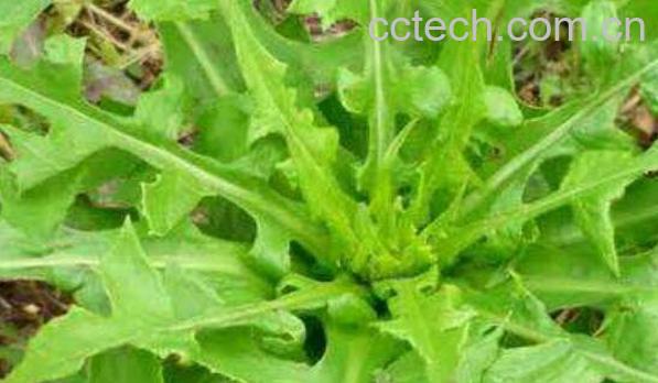 野莴苣的功效与作用-1