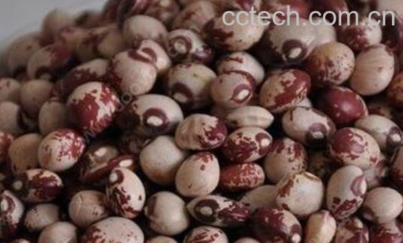 花豆的功效与作用-1