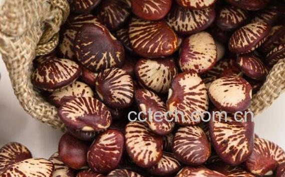 补肾豆的功效与作用-0