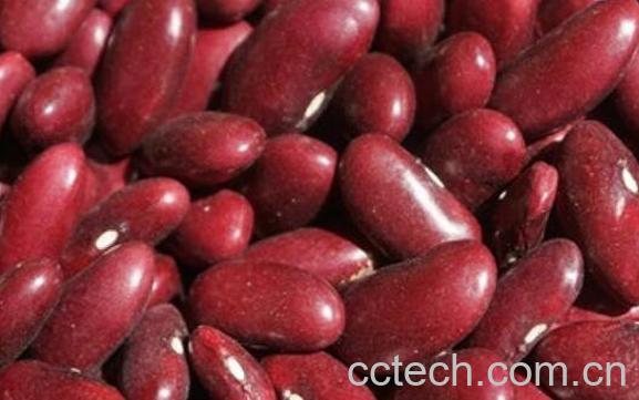 红腰豆的功效与作用-1