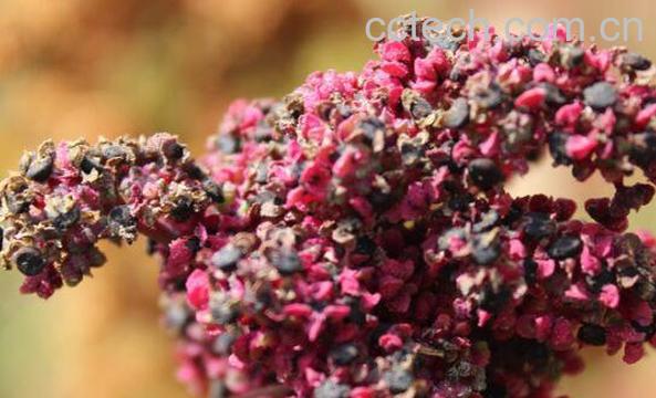 藜麦的功效与作用-0