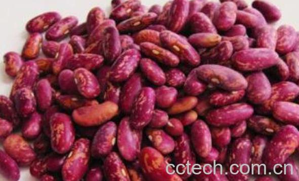 红花芸豆的功效与作用-0