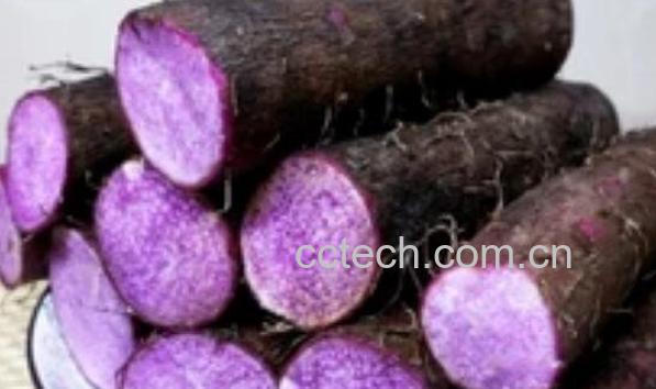 紫淮山的功效与作用-0