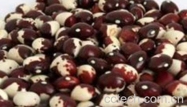 猫眼豆的功效与作用-1