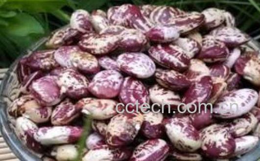  斑马豆的功效与作用 斑马豆怎么吃最好-0