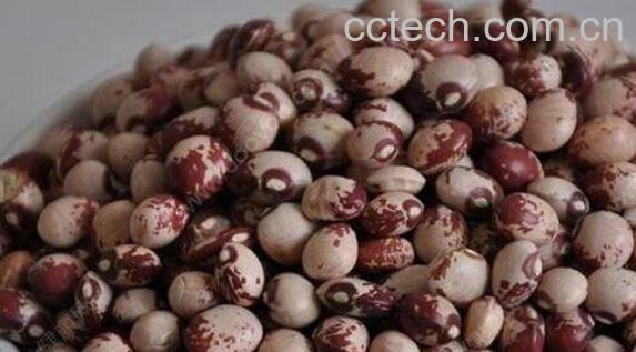 肾豆的功效与作用-1