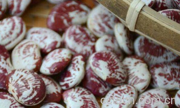  斑马豆的功效与作用 斑马豆怎么吃最好-1