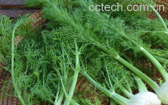 水茴香的作用与功效 水茴香怎么吃-0