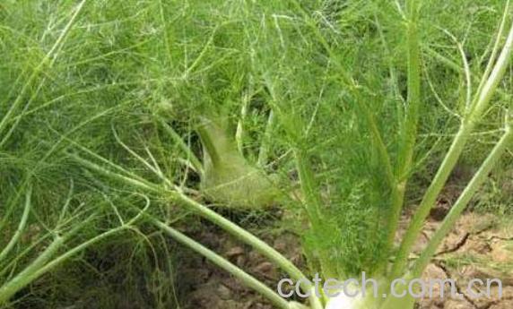 水茴香的作用与功效 水茴香怎么吃-1