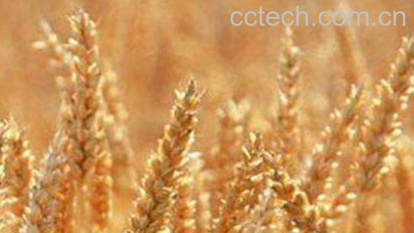 小麦胚芽油的功效与作用 小麦胚芽油什么时候吃-0