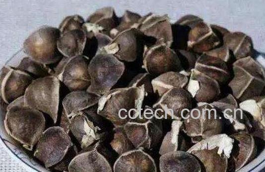 辣木籽的功效与作用及食用方法-1