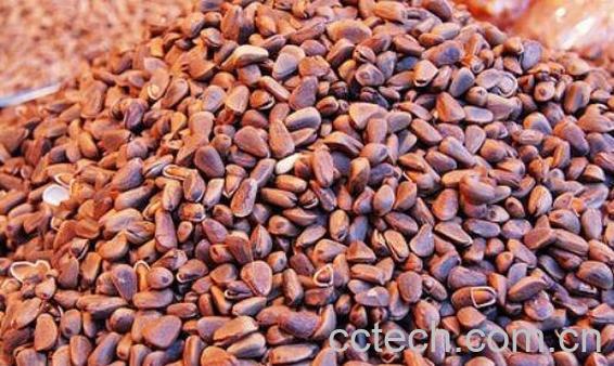 松树籽的作用与功效-0