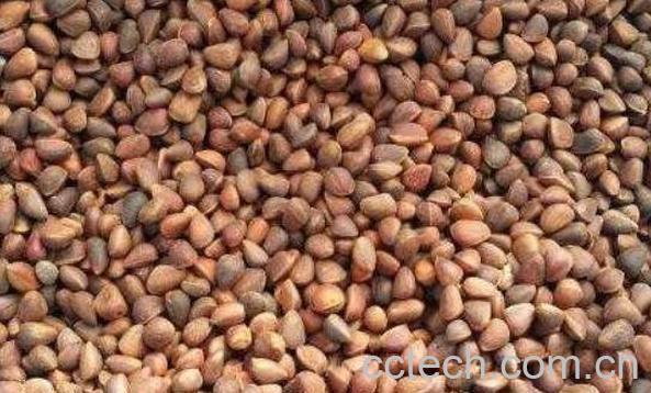 松树籽的作用与功效-1