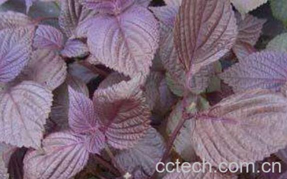 紫苏叶粉的功效与作用-1