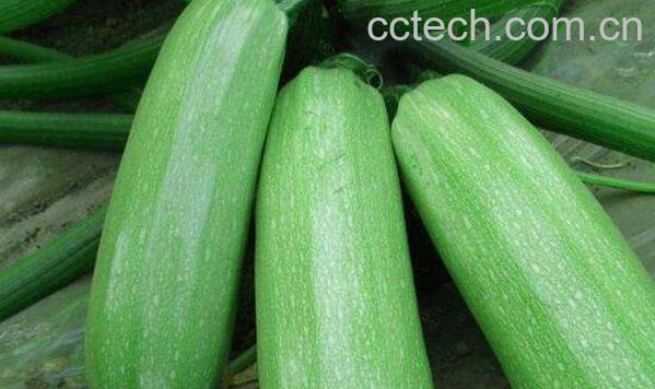 菜瓜的功效与作用-0