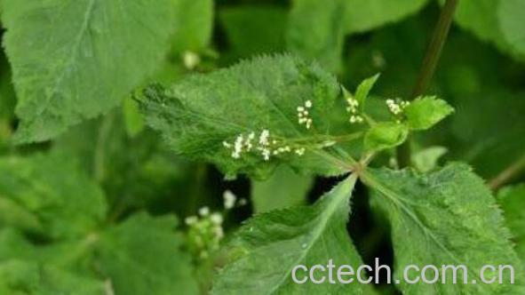 鸭儿芹怎么吃 鸭儿芹的家常做法 鸭儿芹是香菜吗-0