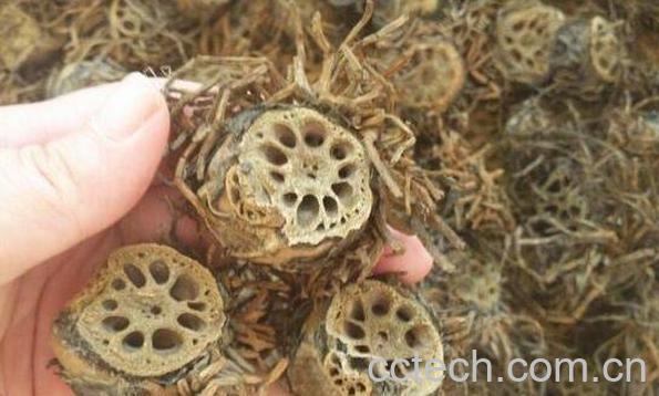 藕节的功效与作用 藕节的食用方法-1