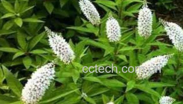 珍珠菜的功效与作用 珍珠菜的食用禁忌-1