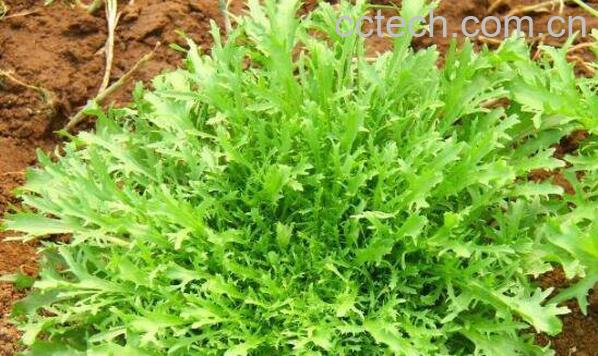 野苦麦菜的功效与作用-0