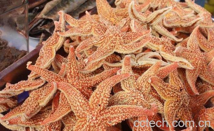 干海星怎么吃 干海星的功效与作用-0