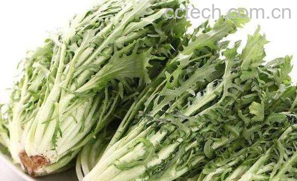 野苦麦菜的功效与作用-1