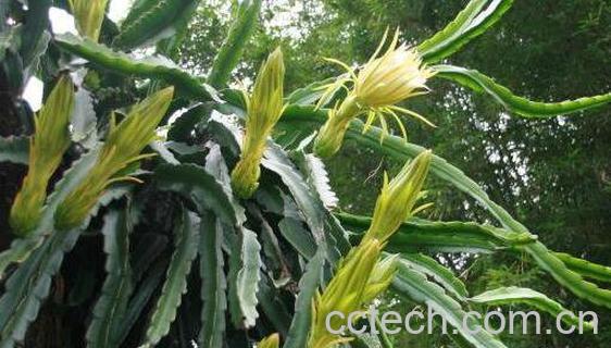 剑花的功效与作用和禁忌-1