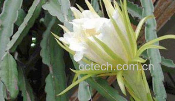 剑花的功效与作用和禁忌-0