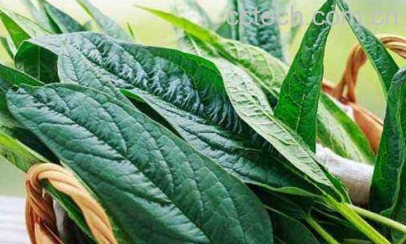 芝麻叶怎么吃 干的芝麻叶怎么做好吃-0