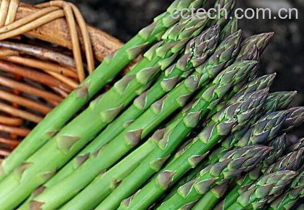 芦笋怎么种植 芦笋的种植方法和时间-0