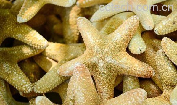 干海星煲汤前如何清洗 干海星煲汤有什么功效-0