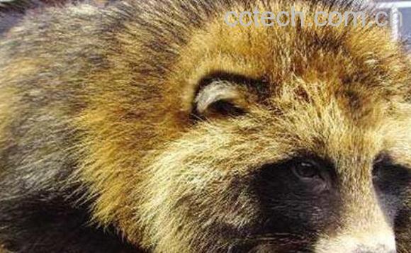 貉子肉的功效与作用 貉子肉的营养价值-1